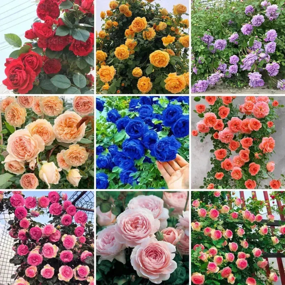 🌹 Elegant Climbing Rose Flower Seeds- 9 Rare and Breathtaking Colors Seeds (IMPORTED)