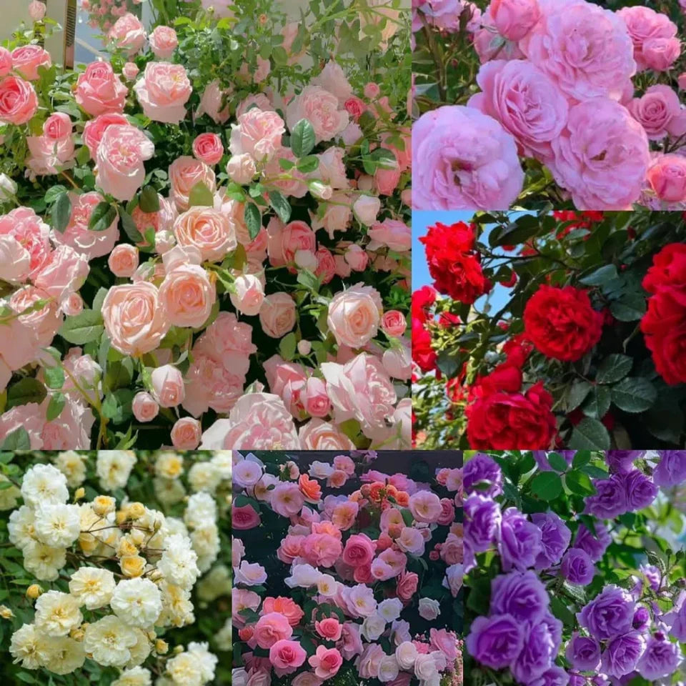 🌹 Elegant Climbing Rose Flower Seeds- 9 Rare and Breathtaking Colors Seeds (IMPORTED)